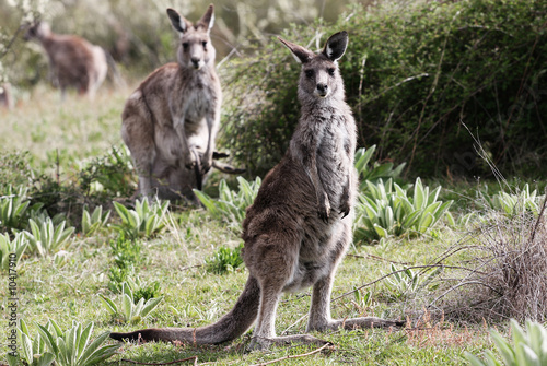 Australian Grey Kangaroo,Tidbinbilla Nature Reserve