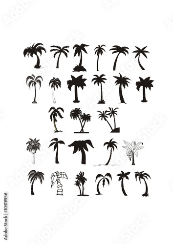 vector silhouettes of palm trees