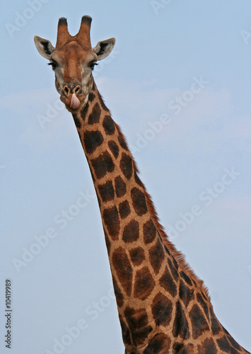 Giraffe mit rausgestreckter Zunge, Südafrika