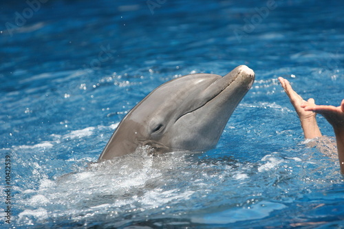 SWIMMING WITH A FISH