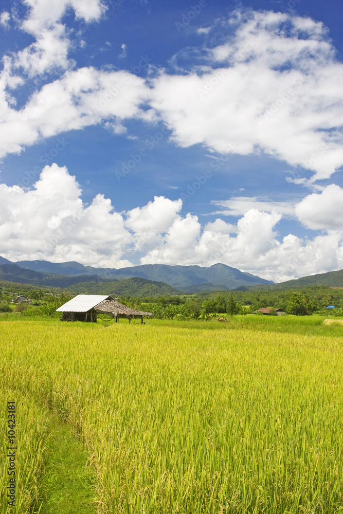Green paddy field in the north of Thailand