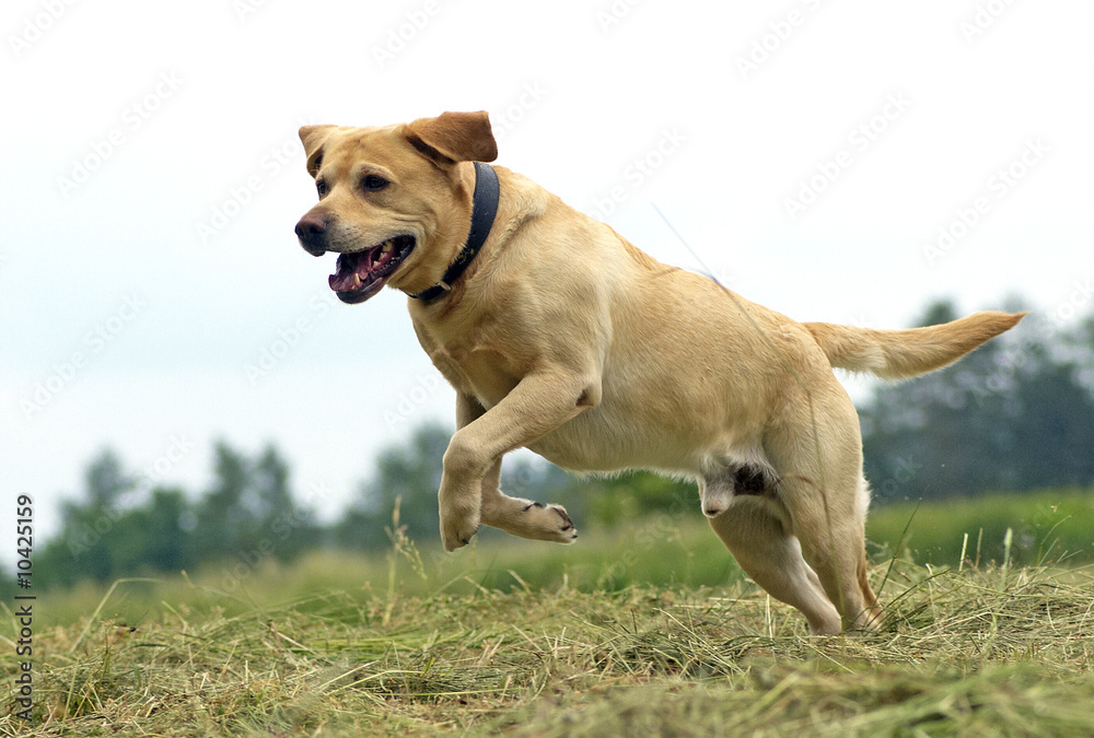 running dog