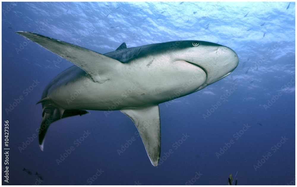 Fototapeta premium slivertip shark