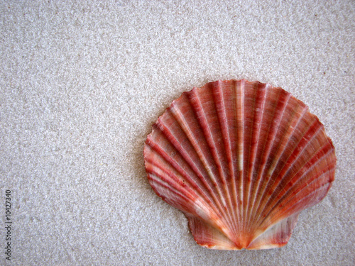 Shell and Sand