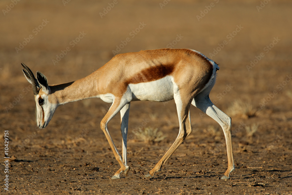 Springbok (Antidorcas marsupialis), Kalahari, South Africa Springbok (Antidorcas marsupialis), Kalahari, South Africa