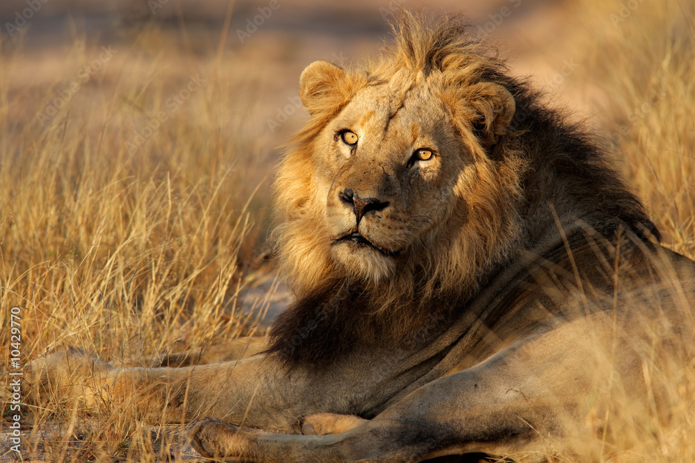 Big male African lion (Panthera leo), South Africa.