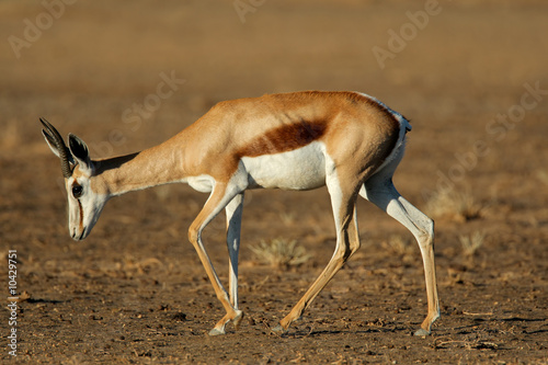 Springbok (Antidorcas marsupialis), Kalahari, South Africa