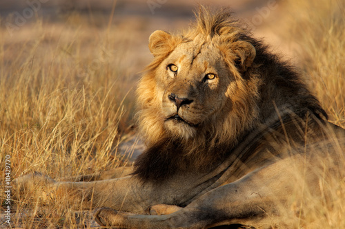 Big male African lion (Panthera leo), South Africa.