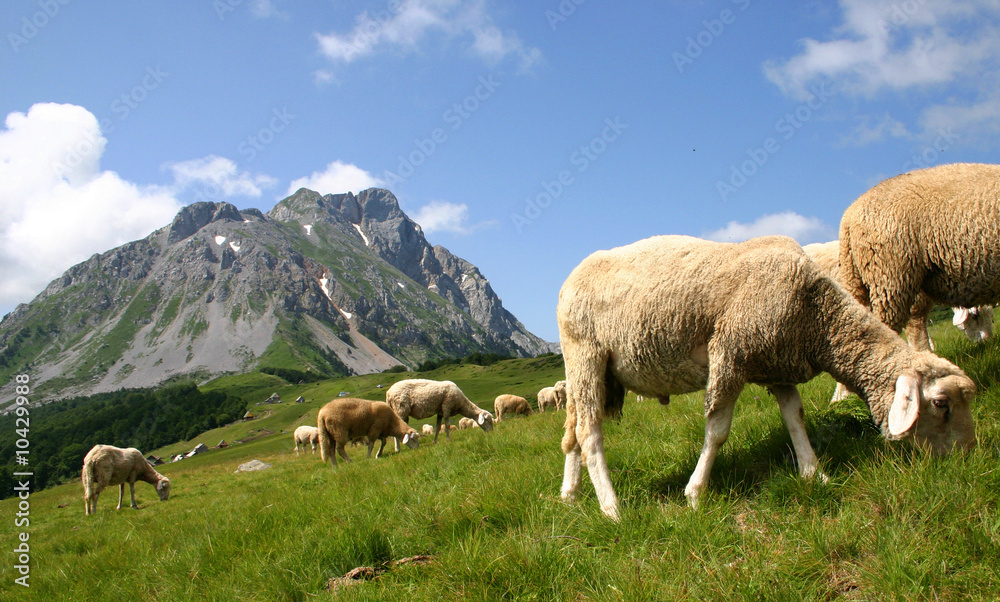 Obraz premium Mountain Komovi