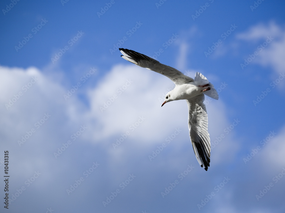 Obraz premium seagull gliding in cloudy sky with spread wings
