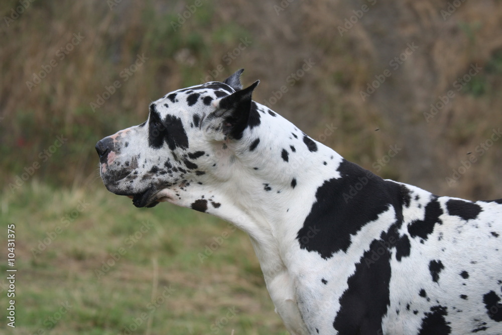 profil de la tete du dogue allemand arlequin