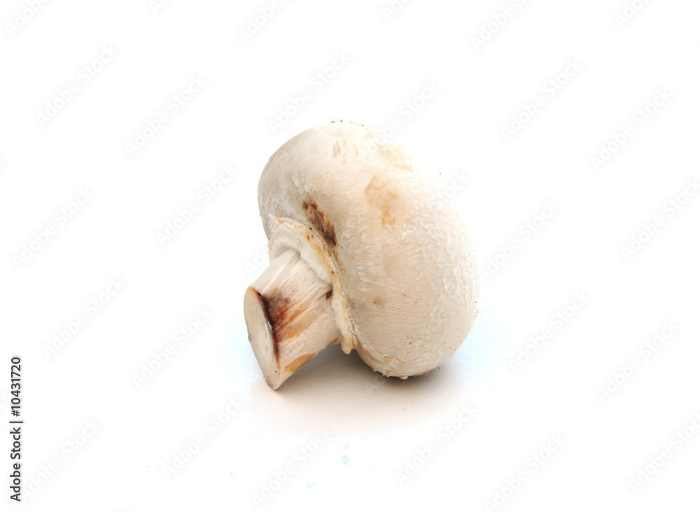 A single mushroom A single mushroom