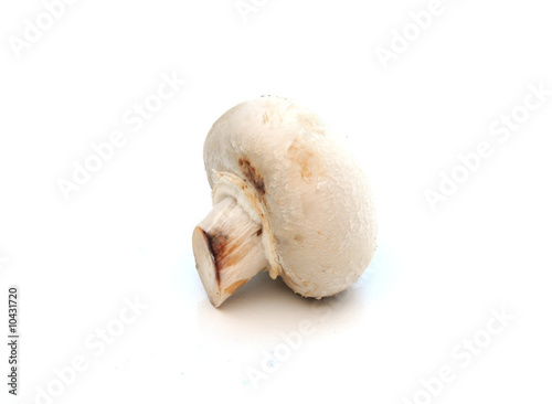 A single mushroom