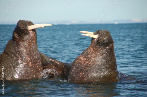 fighting walrus