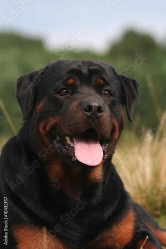 portrait du grand molosse rottweiler