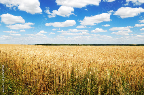 Wheaten field and the blue sky