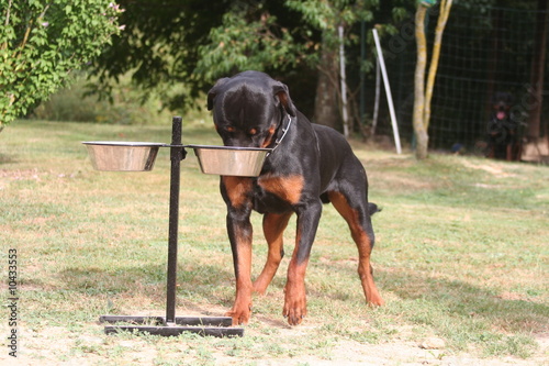 Quadro em tela le rottweiler la tête dans la gamelle