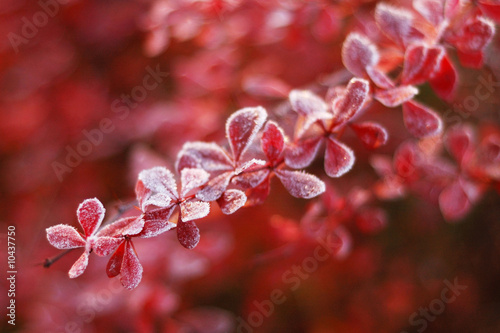 Frosty barberry