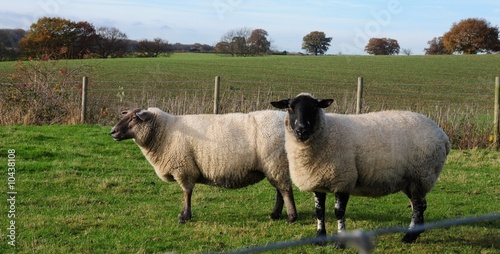 sheep