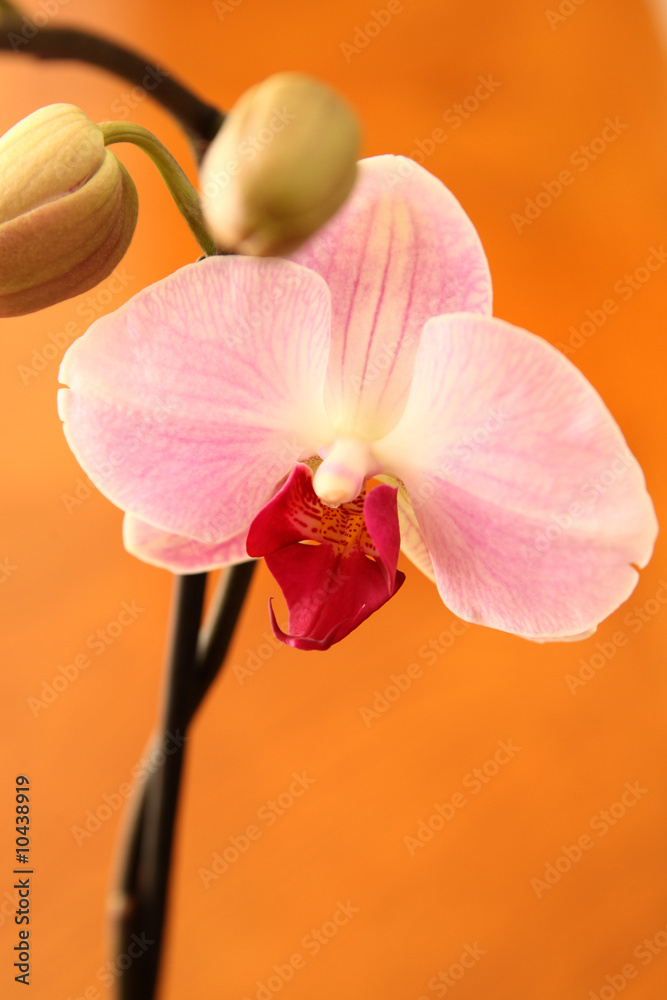 A pink moth orchid (Phalaenopsis sp.). High angle. A pink moth orchid (Phalaenopsis sp.). High angle.