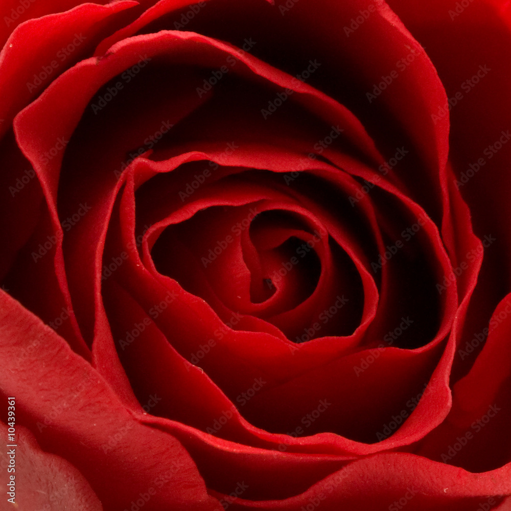 inside of red rose, close up inside of red rose, close up