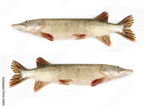 Raw pike isolated on white background