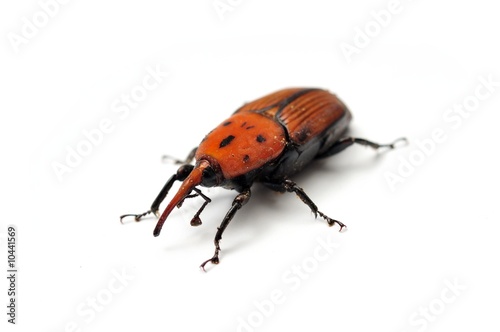 Red Palm Weevil. Rhynchophorus ferrugineus.