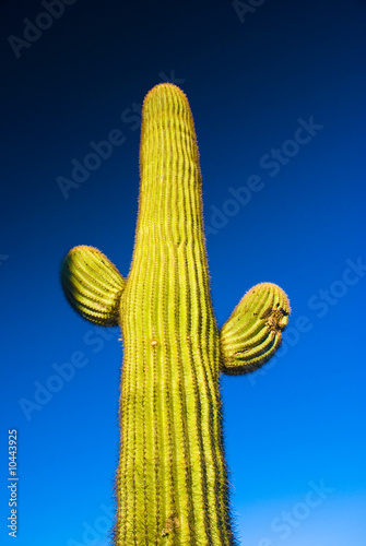Saguaro Cactus in National Park, Arizona