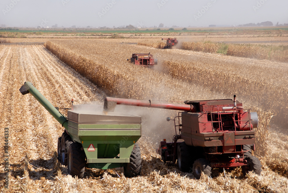 Naklejka premium Combines harvesting corn, San Joaquin Valley, California