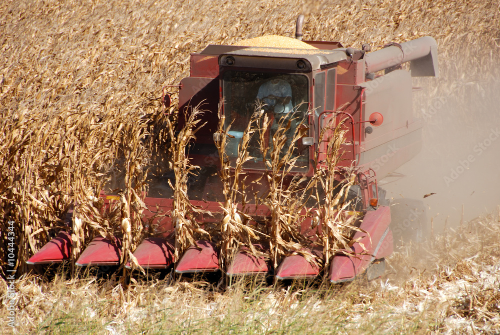 Naklejka premium Combine harvesting corn, San Joaquin Valley, California