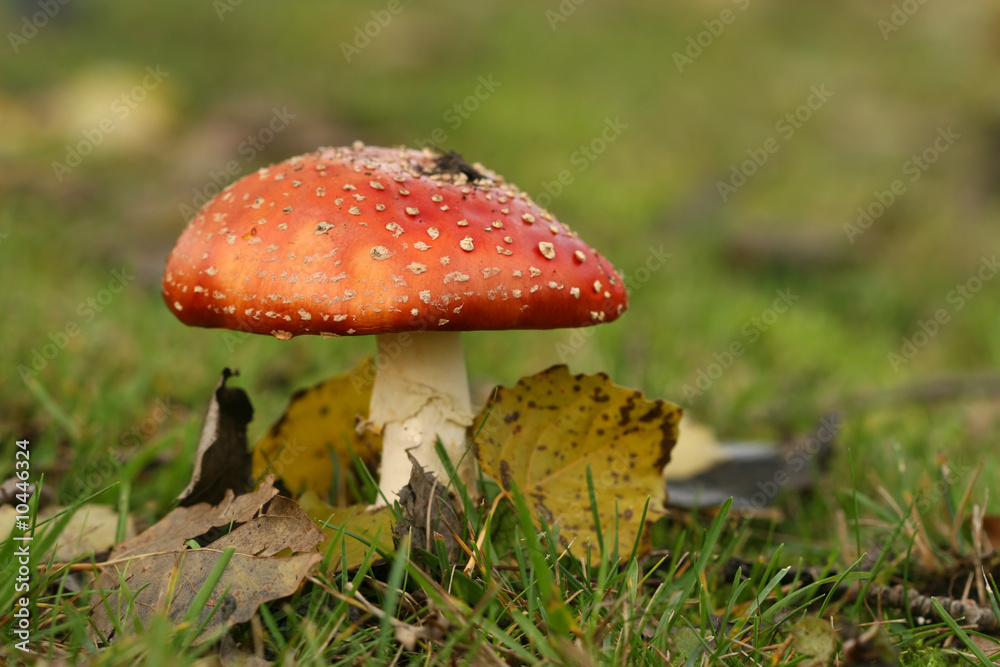 Autumn scene: toadstool with leafs in the grass Autumn scene: toadstool with leafs in the grass