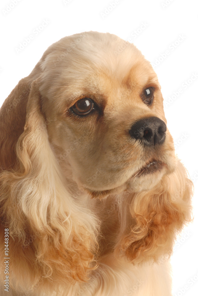 american cocker spaniel isolated on white background