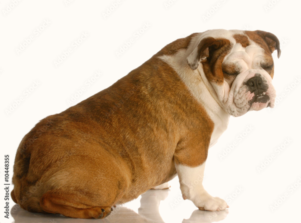 english bulldog sitting with funny expression english bulldog sitting with funny expression