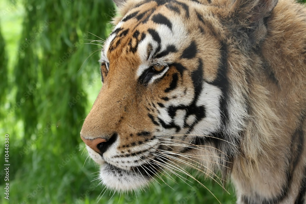 Portrait of a beautiful tiger in the jungle Portrait of a beautiful tiger in the jungle