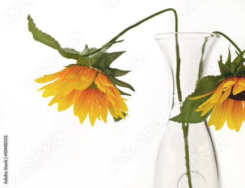 Girasole piangente photo