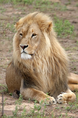 Large male lion with a magnificent mane
