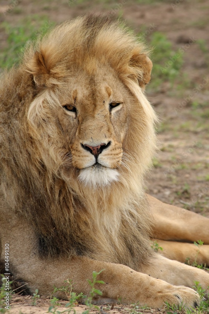 Big male lion resting on the African grass