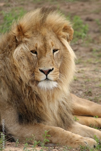 Big male lion resting on the African grass