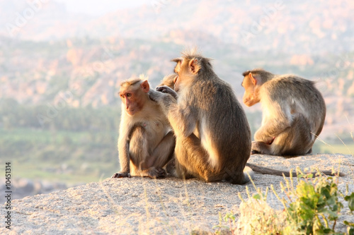 Monkey family gathered on a rock near temple, hampi, india © Ints