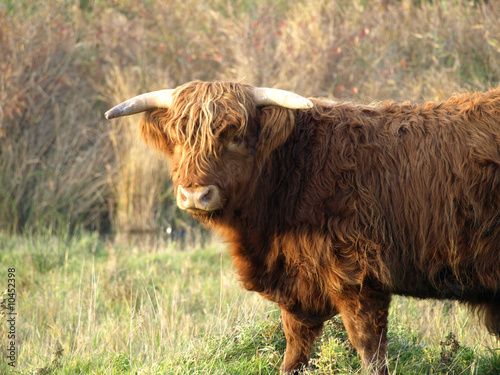 Scottish Highlander