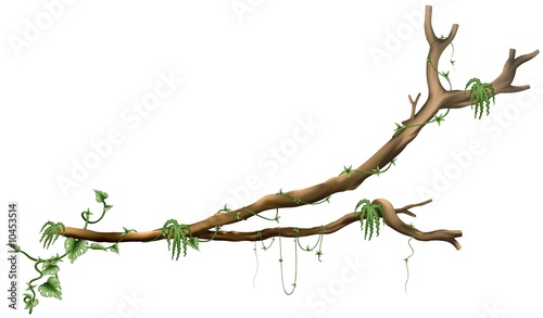 Fotografija Branch Tree A02 - isolated hand drawn tree with creepers plants