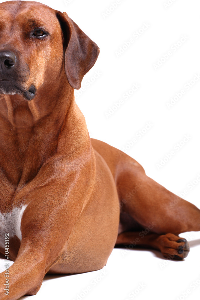 left half of rhodesian ridgeback over white background left half of rhodesian ridgeback over white background