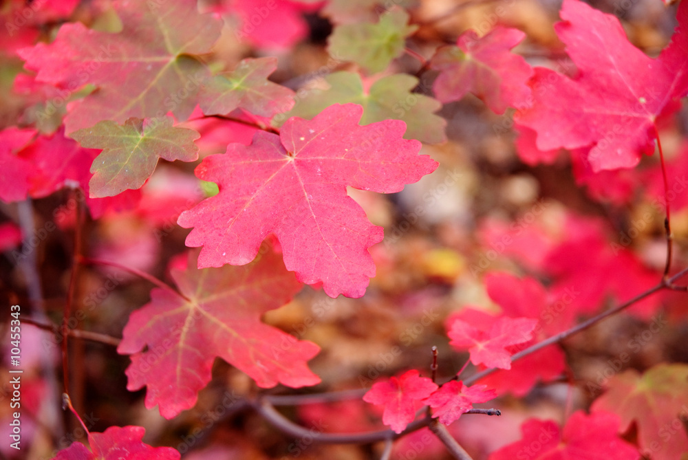 colorful maple leaves in Utah's Zion NP, selective focus colorful maple leaves in Utah's Zion NP, selective focus