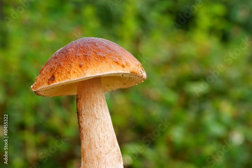 mushroom on green grass background