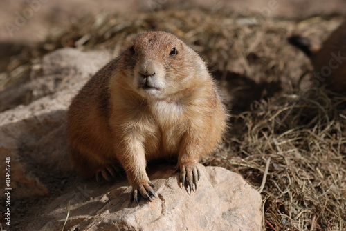 chien de prairie