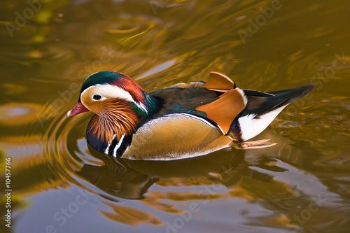 Male Mandarin Duck swimming in golden water