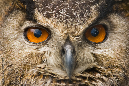 The great orange eyes of the eagle owl photo