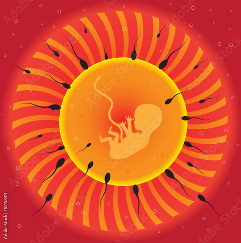 Human egg cell being fertilized by sperm