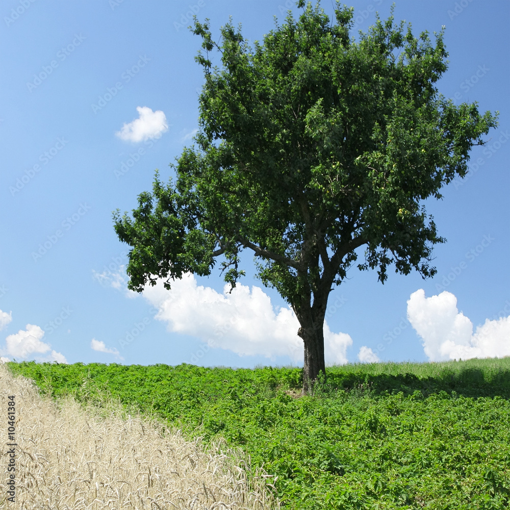 Obraz premium Single tree