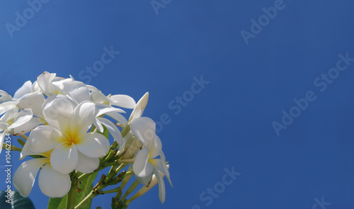 Vászonkép frangipaniers fleurs